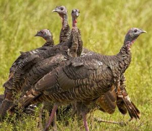Wild Turkeys