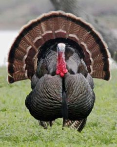 Wild Turkey