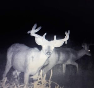 Trail Camera