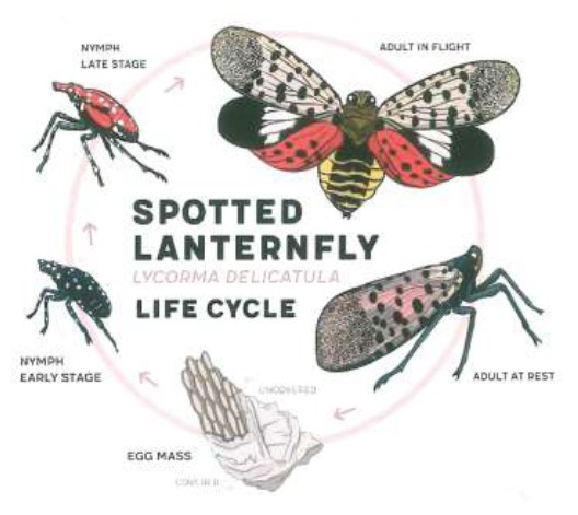 spotted lanternfly