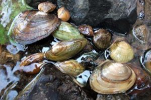 restoring freshwater mussels
