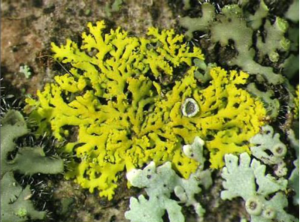 lichens
