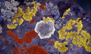 lichens