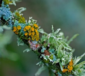 lichens