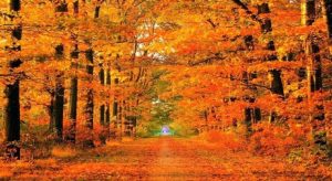 fall road
