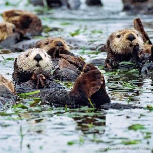 otters