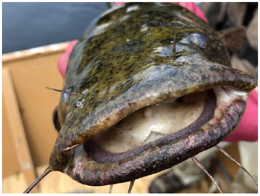 New study suggests that small-mouth bass and channel catfish are changing what they eat to avoid having to compete with or being eaten by the invader.