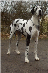 Harlequin Great Dane ~ photo by Dogge Odin on Wikipedia.