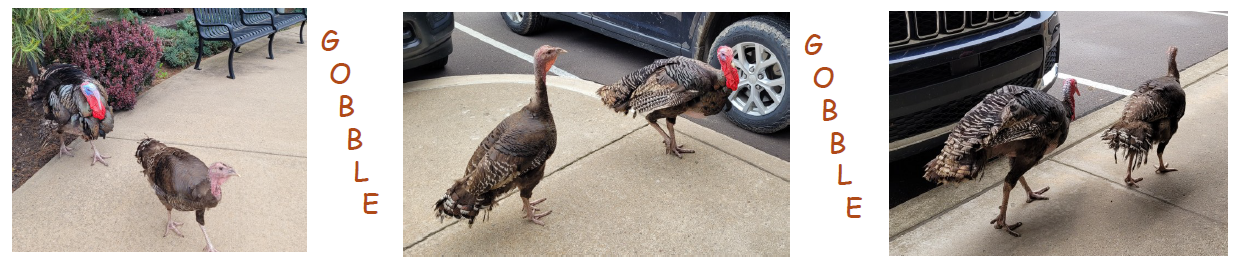 unexpected turkeys
